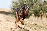 BEAUCERON 119